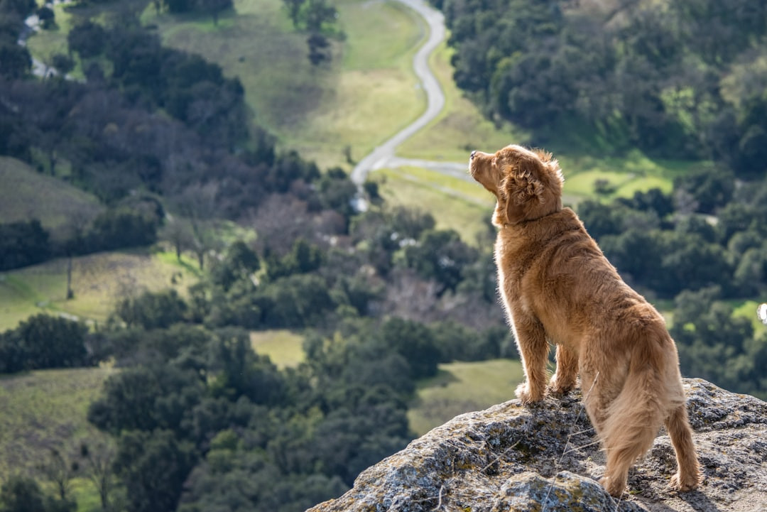 Formal Recognition of Red Golden Retrievers Red Golden Retriever: Fascinating Facts, Stunning Photos, Rich History