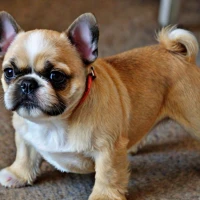 Best 300+ French Bull Tzu: Unique Bulldog Shih Tzu Mix Names 2024 Best 300+ French Bull Tzu: Unique Bulldog Shih Tzu Mix Names 2024