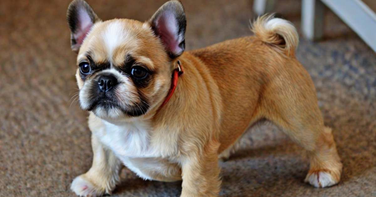 French Bull Tzu: Discover the Perfect French Bulldog Shih Tzu Mix