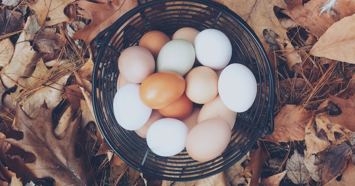 Explore the delicious world of organic cuisine from farm to table