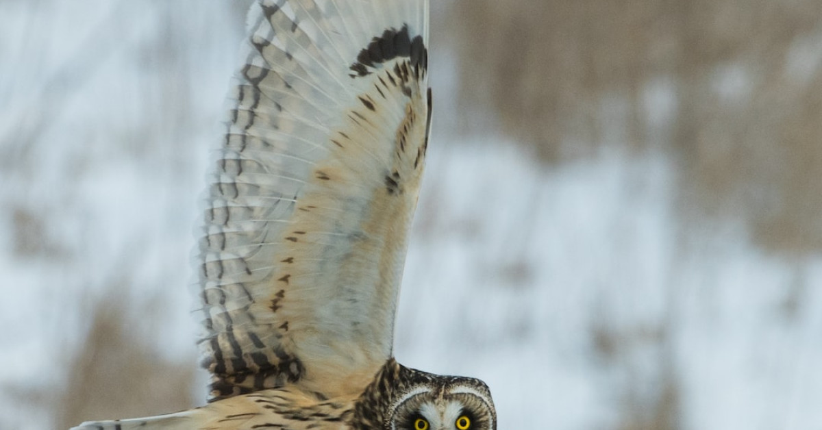 Garlic Parmesan wing sauce on lush vegetables.