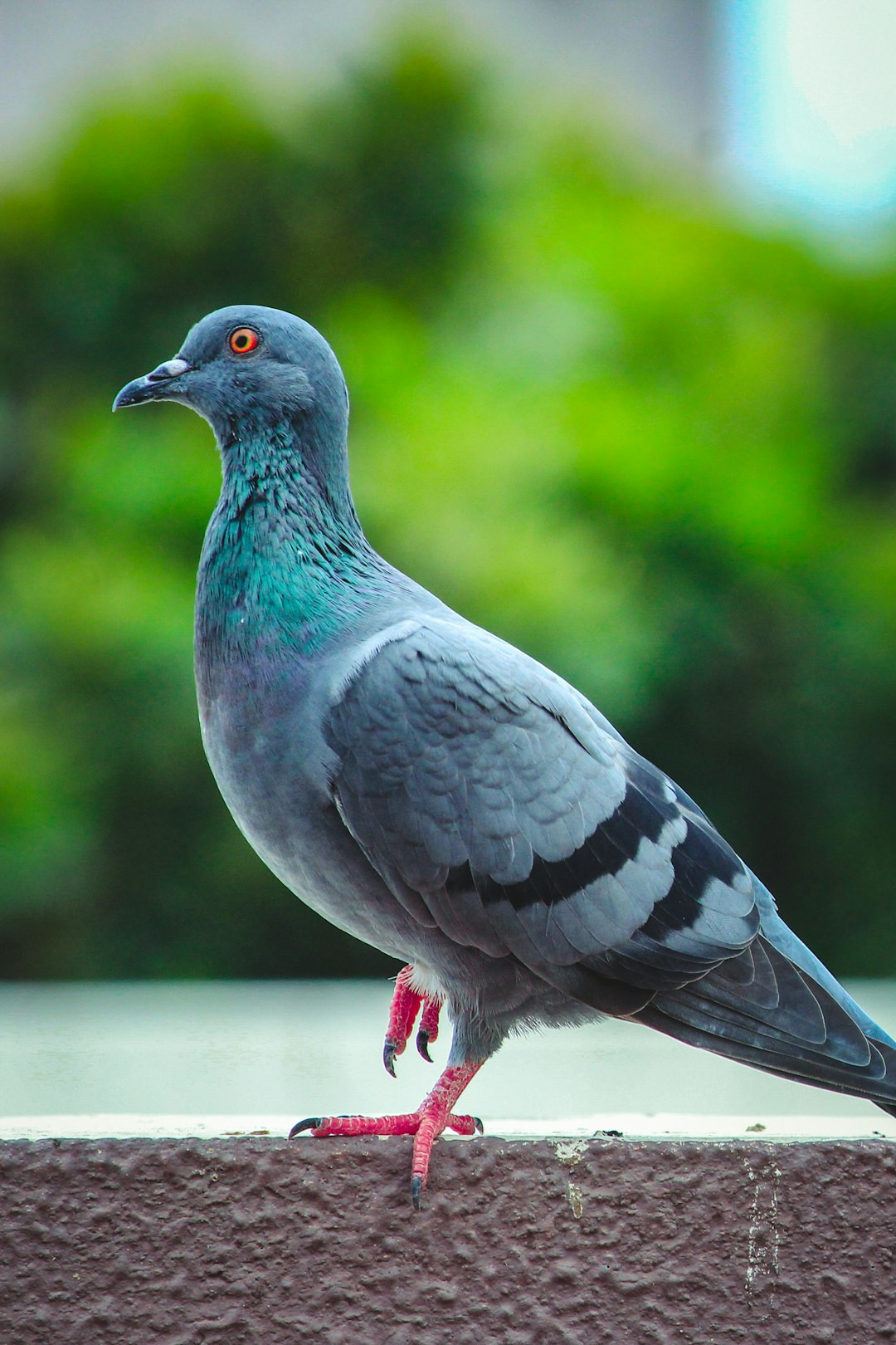 Global Perspectives on Pigeon Symbolism Pigeon Symbolism: Unraveling the Meanings and Myths You Never Knew