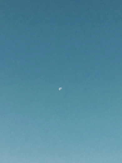 Great Blue Heron 10 Egrets and Herons Found in North America: Discover Majestic Birdlife