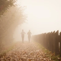 Growing melons with companion planting in a lush garden. Growing melons with companion planting in a lush garden.