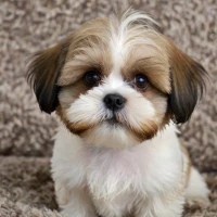 Best 300+ Havashu: Havanese Shih Tzu Mix Names of 2024 Youâll Love Best 300+ Havashu: Havanese Shih Tzu Mix Names of 2024 Youâll Love