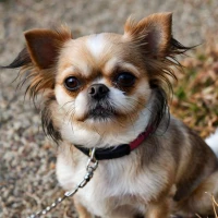 Health Concerns in Shih Tzu Chihuahua Mix: Must-Know Tips for Owners Health Concerns in Shih Tzu Chihuahua Mix: Must-Know Tips for Owners