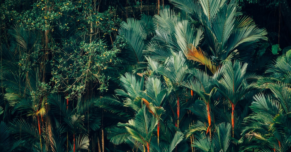 Homemade Tropical Granola - Healthy and Delicious Breakfast Guide