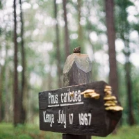 Hot Wheels 55th Anniversary vintage cars collage. Hot Wheels 55th Anniversary vintage cars collage.