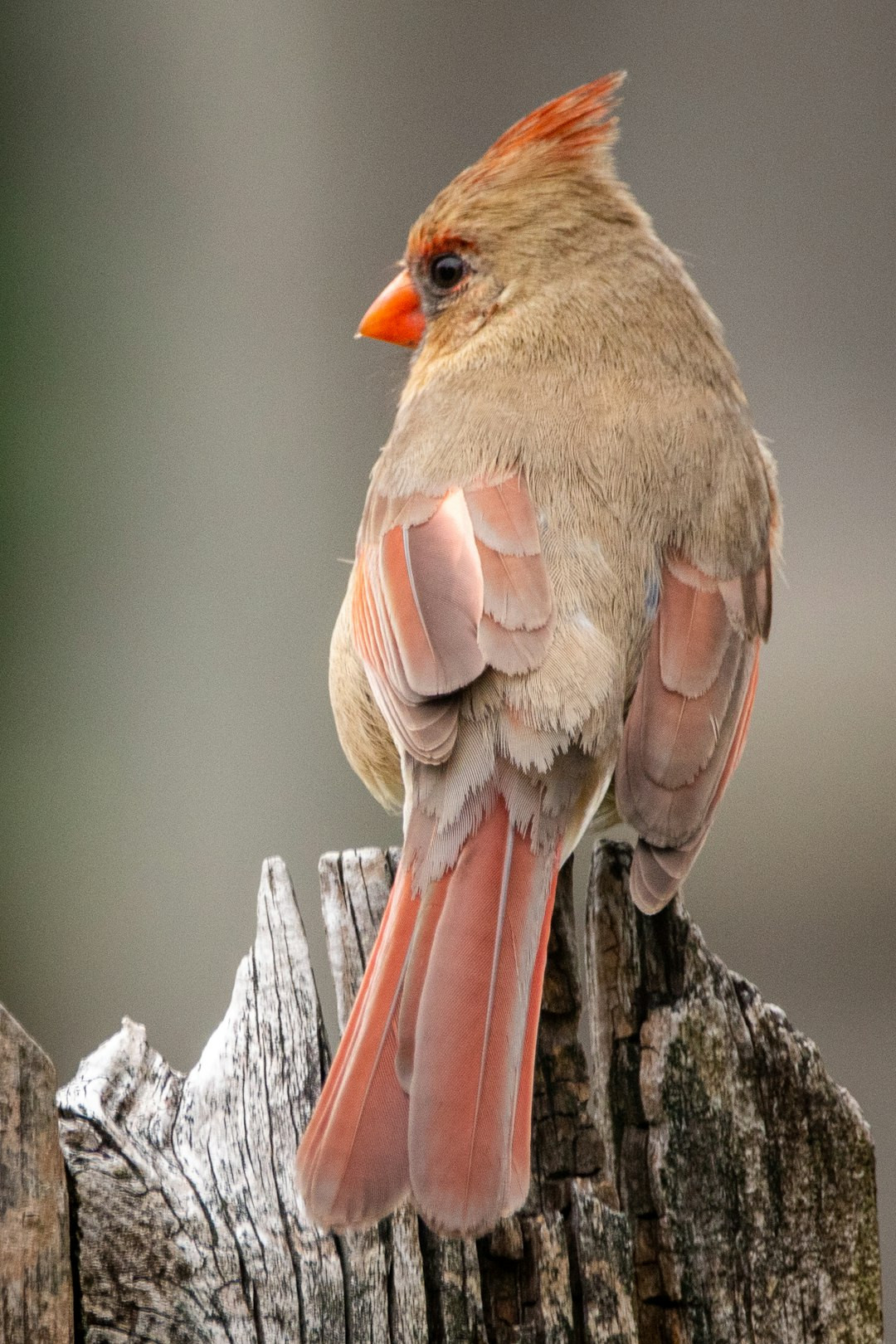 How big are juvenile cardinals? Juvenile Cardinals (Identification Guide with Pictures) Spot Every Detail