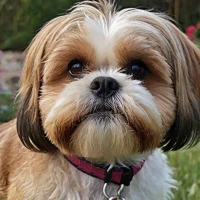 How Big Will a Shih Tzu Terrier Mix Get? Discover the Surprising Facts How Big Will a Shih Tzu Terrier Mix Get? Discover the Surprising Facts