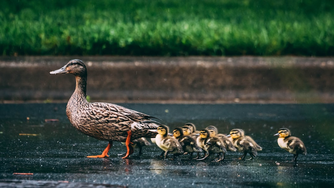 How do you attract Wood ducks? What Do Wood Ducks Eat? (Complete Guide) Reveals Surprising Diet Secrets