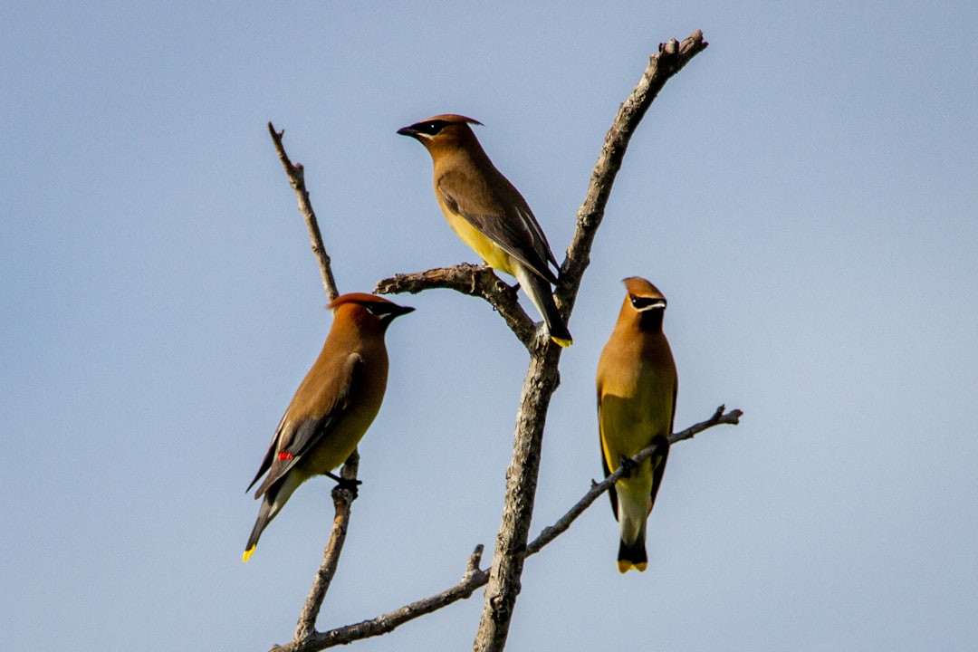 How do you get cedar waxwings to a feeder? What Do Cedar Waxwings Eat? (Complete Guide) Discover Their Diet Now