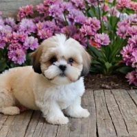 How Long Do Shih Tzu Bichon Mix Live? Unveiling Lifespan Secrets How Long Do Shih Tzu Bichon Mix Live? Unveiling Lifespan Secrets