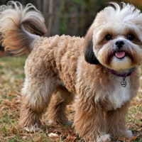 How Long Do Shih Tzu Poodle Mix Live: Lifespan Revealed How Long Do Shih Tzu Poodle Mix Live: Lifespan Revealed