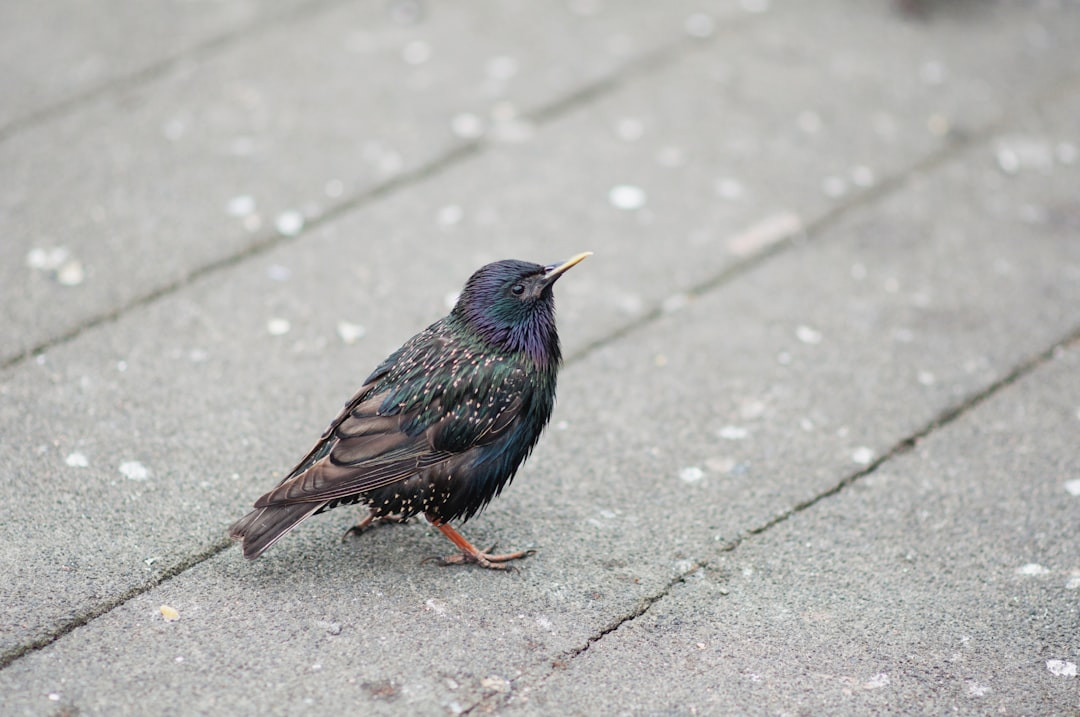 How long do starling eggs take to hatch? Baby Starlings: All You Need To Know About Their First Flight