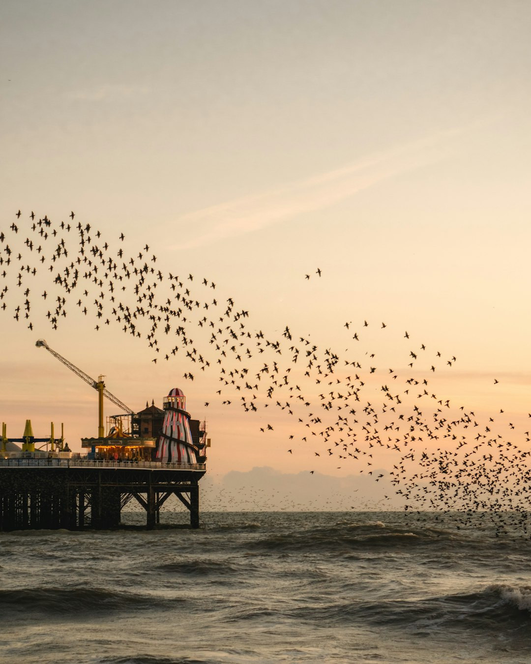 How long do starlings stay with their parents? Baby Starlings: All You Need To Know About Their First Flight