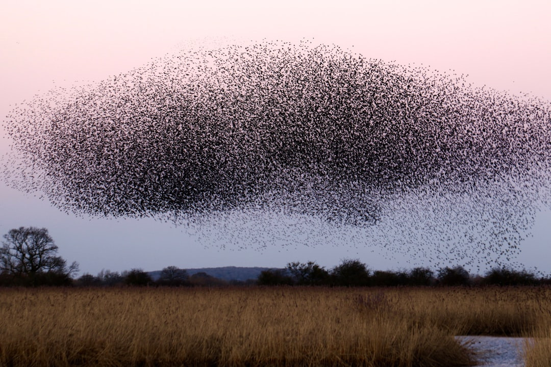 How many cranes are in a flock? What Is A Group Of Cranes Called? (Complete Guide): Discover the Secret!