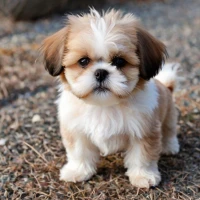 How Much Does a Shih Tzu Maltese Mix Cost? Find Out Now! How Much Does a Shih Tzu Maltese Mix Cost? Find Out Now!
