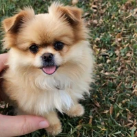 How Much Is a Shih Tzu Pomeranian Mix? Discover the Cost Today! How Much Is a Shih Tzu Pomeranian Mix? Discover the Cost Today!