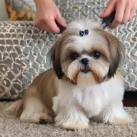 How to Groom a Maltese Shih Tzu Mix for a Flawless Look How to Groom a Maltese Shih Tzu Mix for a Flawless Look