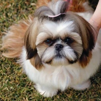 How to Groom a Shih Tzu at Home for Beginners: Easy Steps How to Groom a Shih Tzu at Home for Beginners: Easy Steps