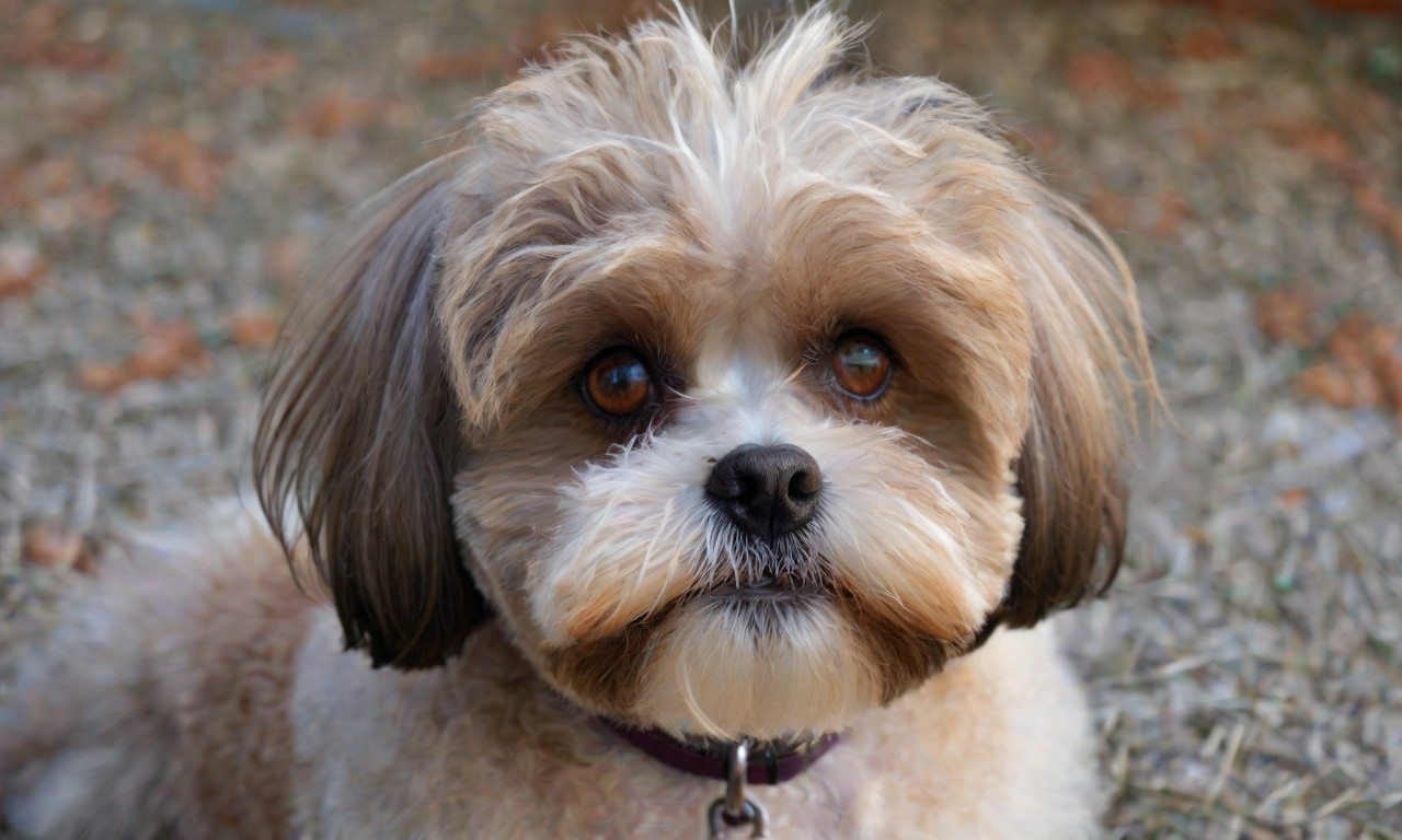 How to Groom a Shih Tzu Poodle Mix: Expert Tips for Perfect Coat