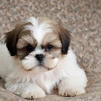 How to Prepare for a Shih Tzu Puppy: Ultimate Guide for New Owners How to Prepare for a Shih Tzu Puppy: Ultimate Guide for New Owners