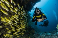 Beginner's guide: How to start diving and explore underwater
