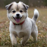 How to Train a ShiChi to Not Bark: Expert Tips for Peaceful Pups How to Train a ShiChi to Not Bark: Expert Tips for Peaceful Pups