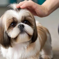 How to Train a Shih Tzu for Grooming: Expert Tips for Perfect Pups How to Train a Shih Tzu for Grooming: Expert Tips for Perfect Pups