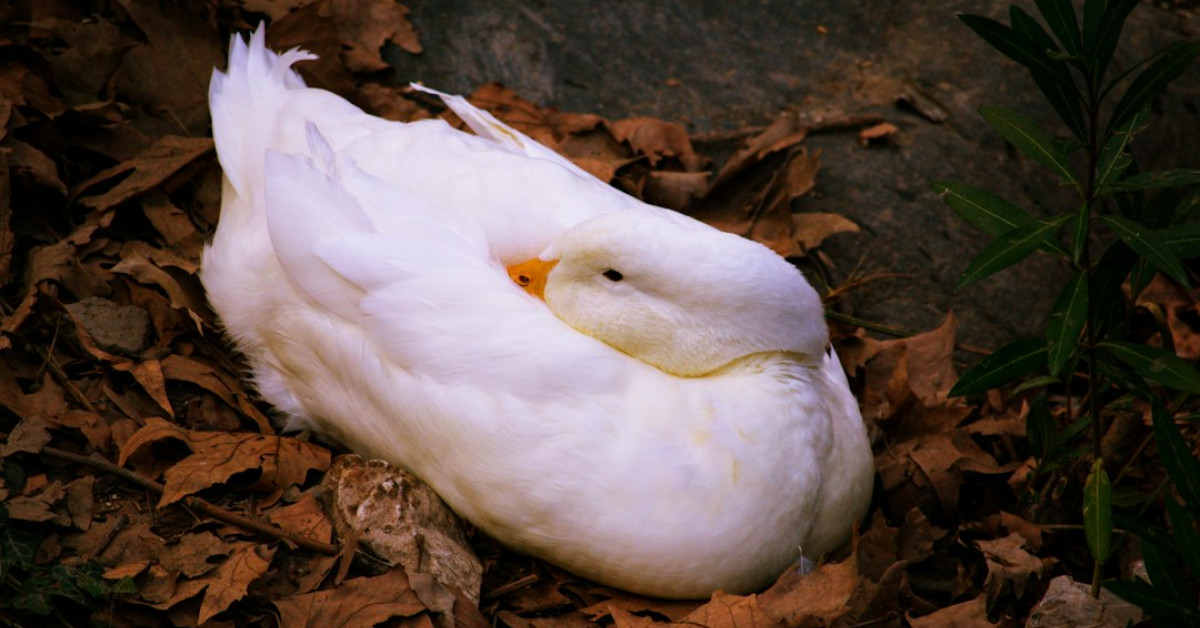 Chicken recipes presented side-by-side in contrast: white and dark meat.