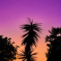 Royal dinner table with purple and gold elegant recipes. Royal dinner table with purple and gold elegant recipes.