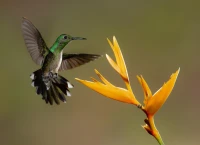 Colorful hummingbird feeders attracting vibrant birds in garden.