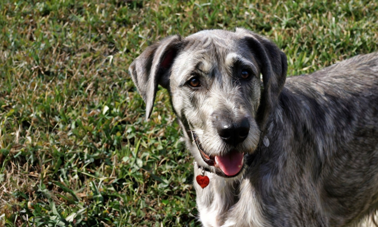 Irish wolfhound mixed fashion with great dane