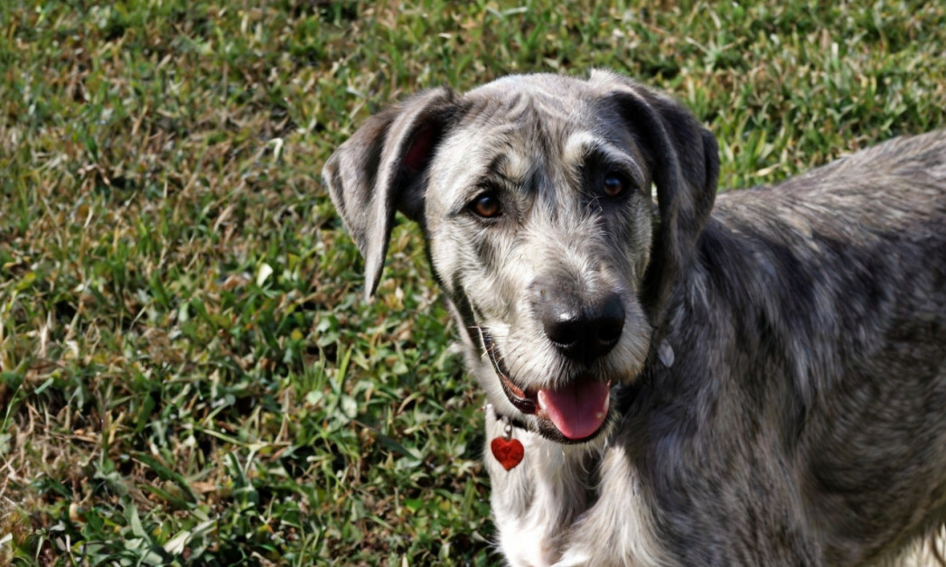 Irish Wolfhound Great Dane Mix