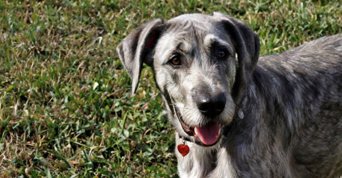 Irish Wolfhound Great Dane Mix