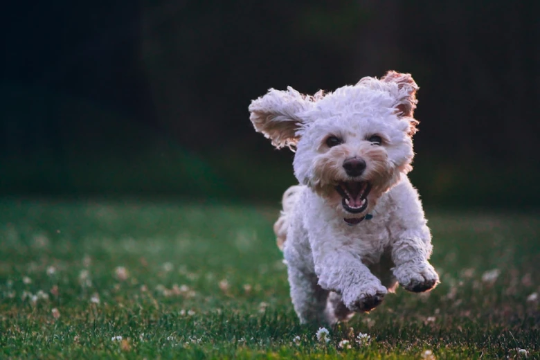 Is a Puppuccino Safe for My Dog? What’s a Starbucks Puppuccino, & Is It Safe for Dogs? (2024 Guide)