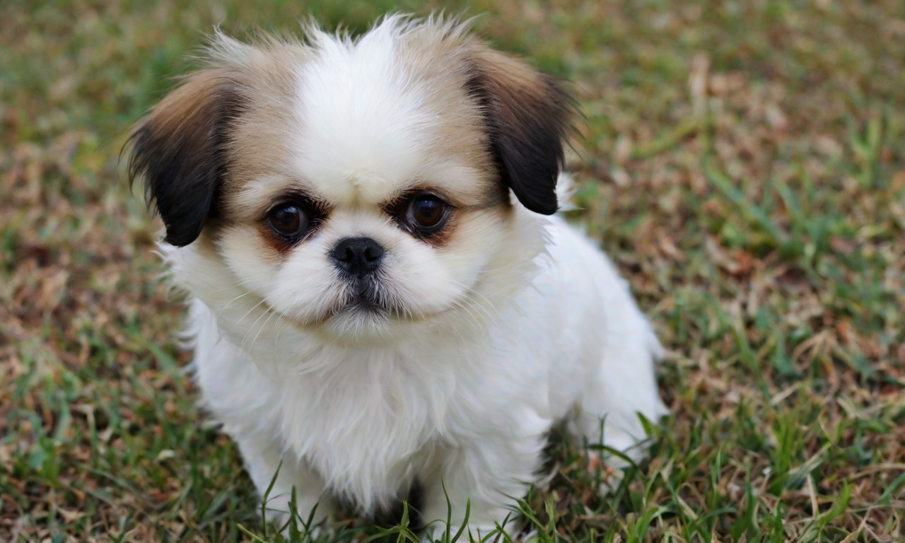 Jatzu: Japanese Chin Shih Tzu Mix - The Ultimate Cuddly Companion