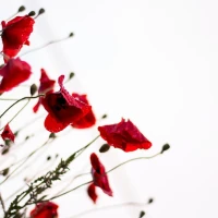 Lemon Poppy Seed Muffins on Wooden Board Lemon Poppy Seed Muffins on Wooden Board