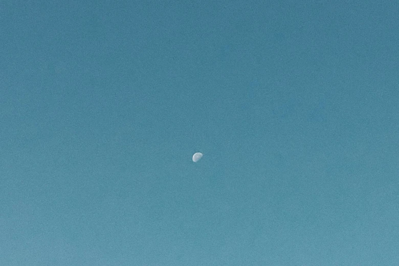 Little Blue Heron 10 Egrets and Herons Found in North America: Discover Majestic Birdlife