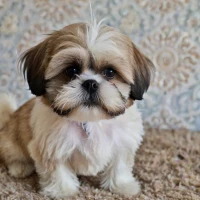 Best 300+ Mal Shih: Maltese Shih Tzu Mix Names of 2024 Youâll Love Best 300+ Mal Shih: Maltese Shih Tzu Mix Names of 2024 Youâll Love