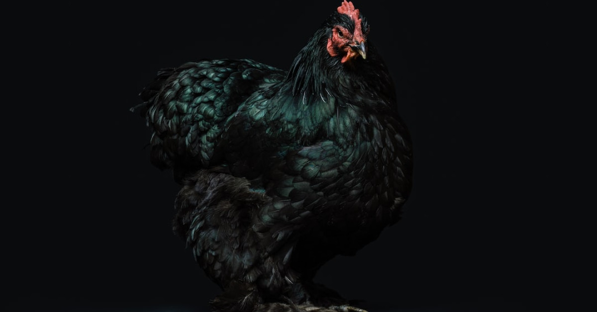 Perfectly baked thin chicken breast tutorial image.