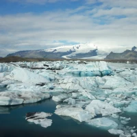Perfectly roasted frozen broccoli on a baking sheet Perfectly roasted frozen broccoli on a baking sheet