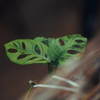 Convert 300 million pesos to US dollars efficiently. Convert 300 million pesos to US dollars efficiently.