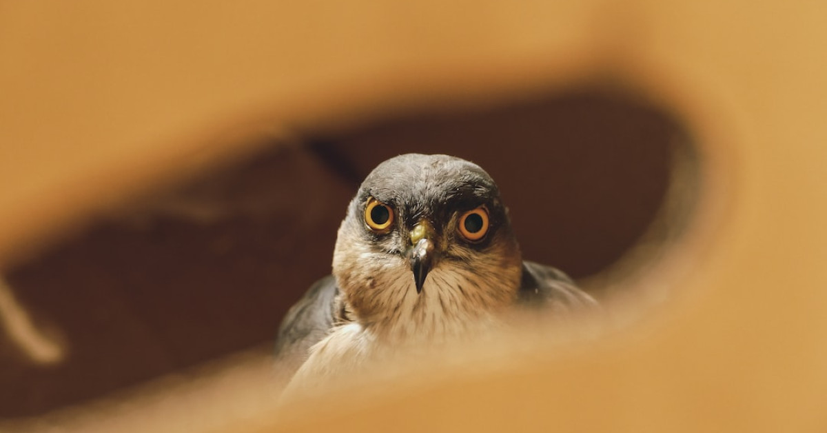 Guide to identifying hawks in their natural habitat.