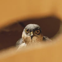 Guide to identifying hawks in their natural habitat. Guide to identifying hawks in their natural habitat.