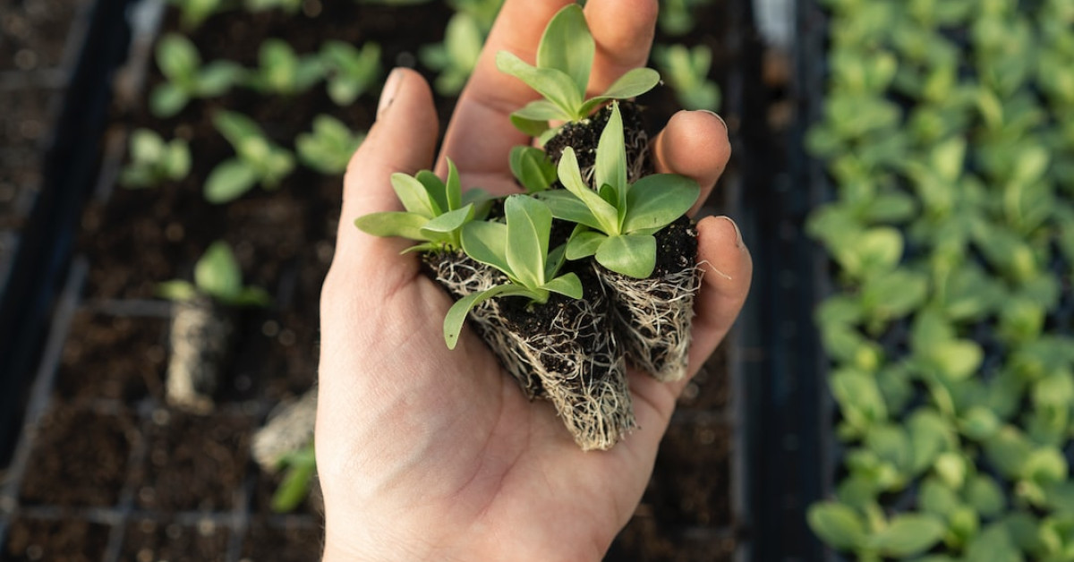 Guide to Growing Broccoli - Growth Phases Explained.