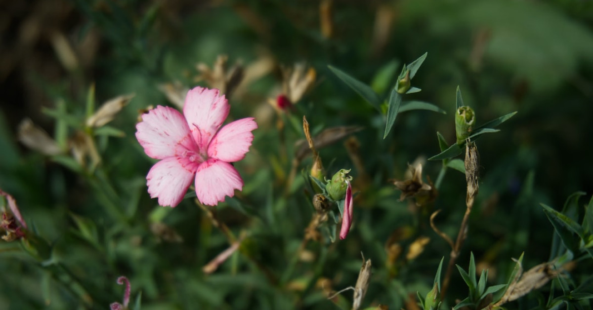 Guide to creating normal distribution graphs for data visualization.