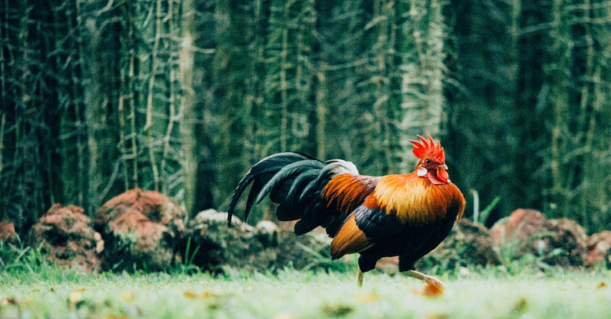 Majestic Olive Egger rooster on a farmstead.