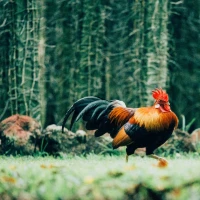 Majestic Olive Egger rooster on a farmstead. Majestic Olive Egger rooster on a farmstead.